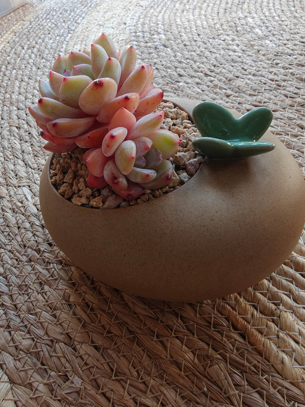 Succulent Butterfly Planter – Echeveria 'Orange Monroe'