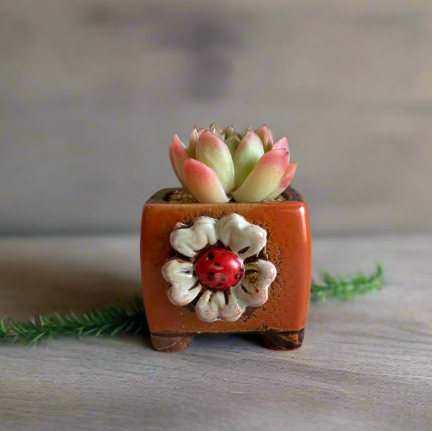 Succulent Ceramic Square Flowerpot Orange – Echeveria Suryeon