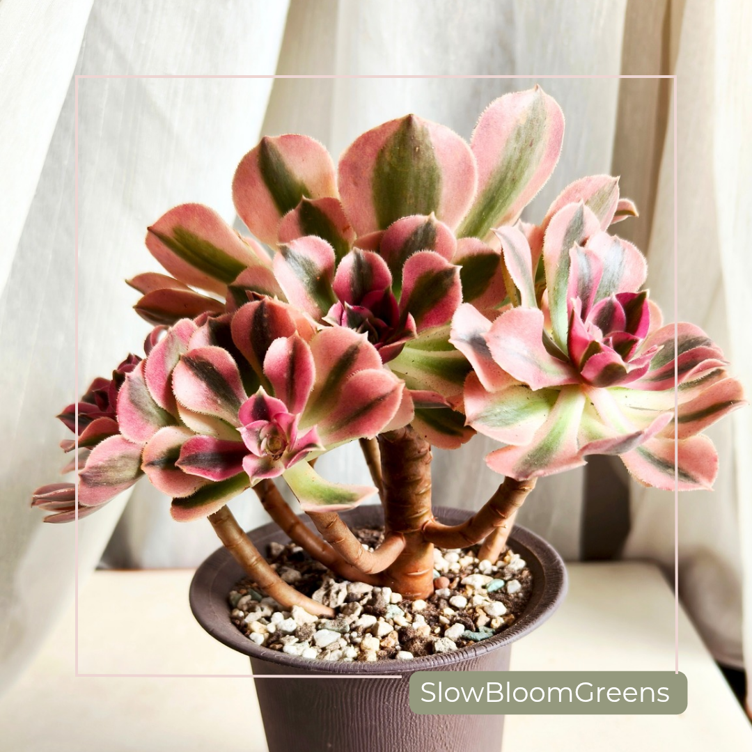 Aeonium Pink Witch Variegata – Rare Bare Root Succulent