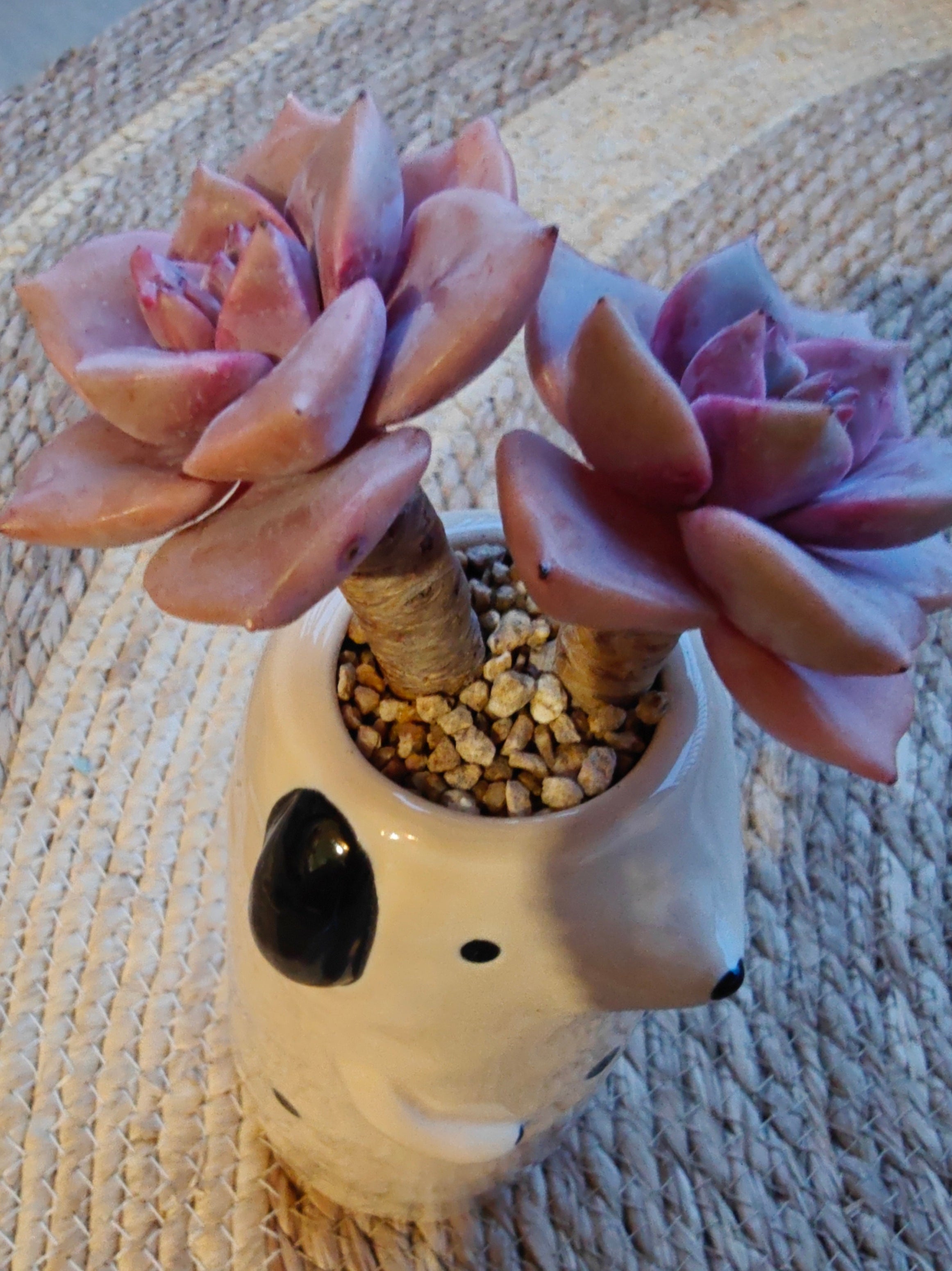 Succulent Dog Bud Vase – Graptopetalum 'Purple Delight - SlowBloomGreens