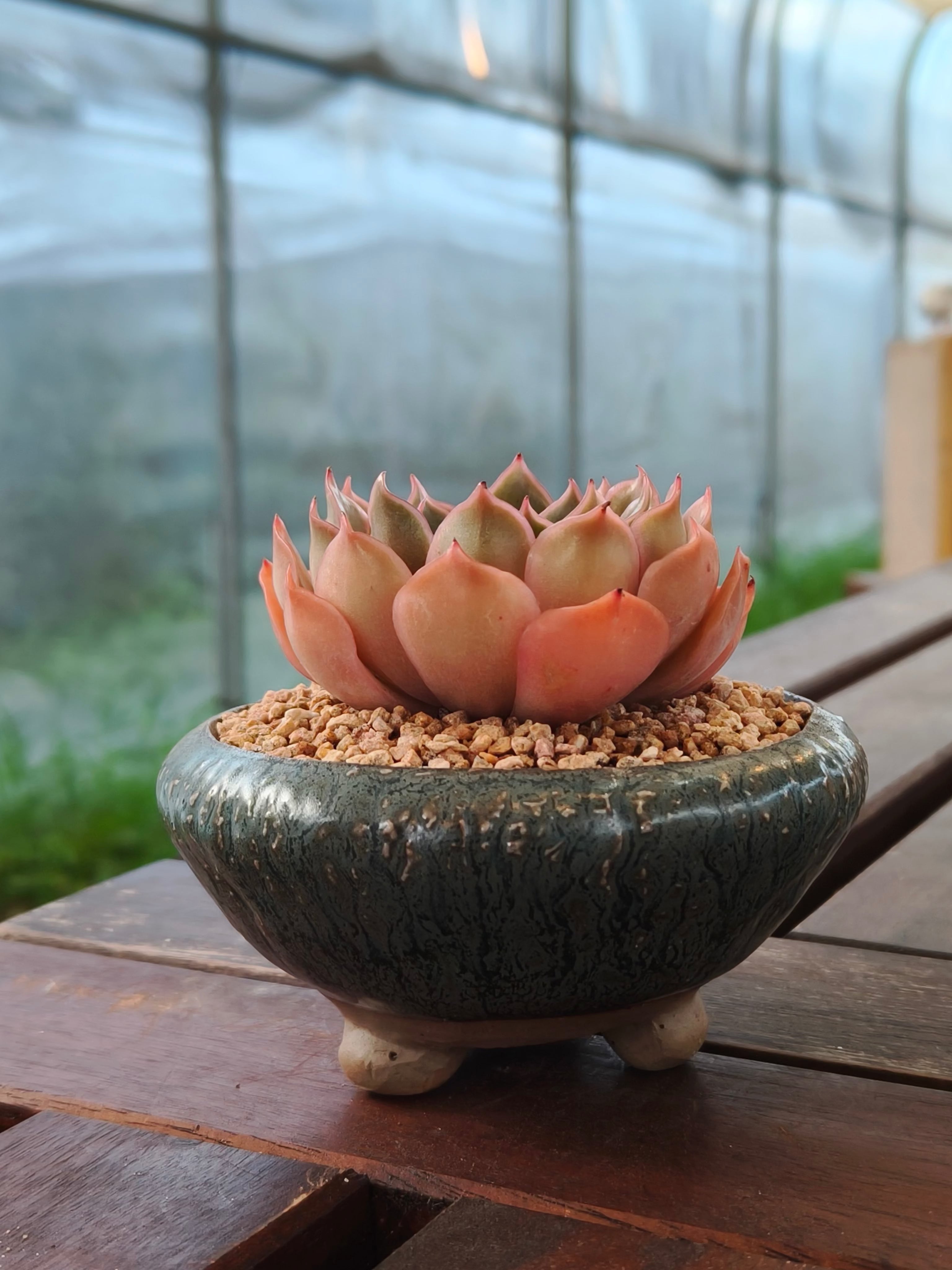Succulent Rustica Ceramic Planter – Echeveria Brown Rose