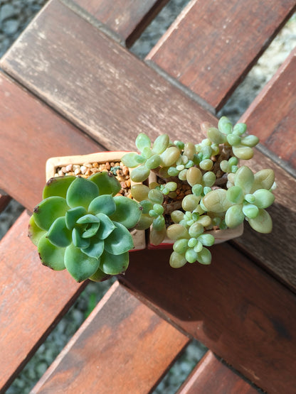 Succulent Heart Duo – The Perfect Gift of Love and Growth