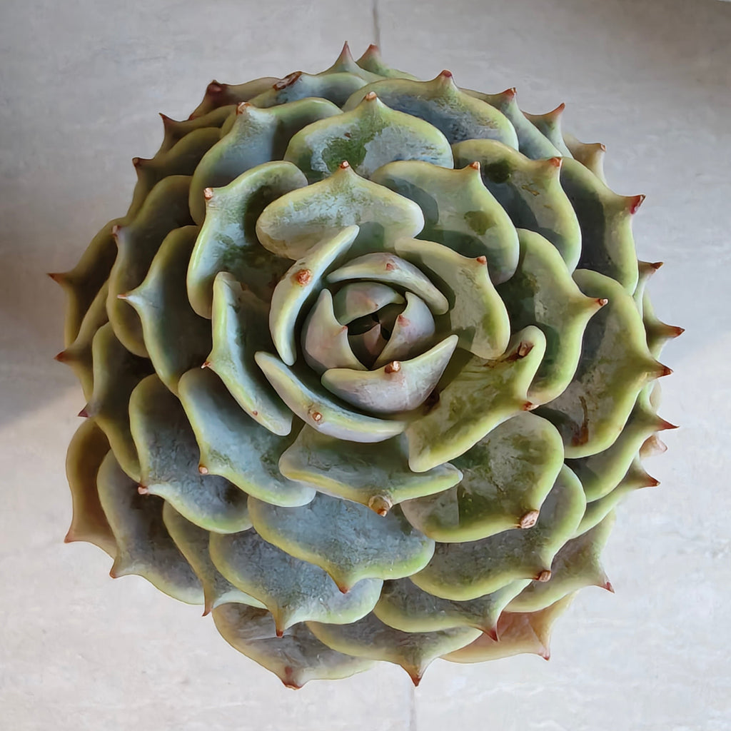 Succulent Glass Oasis Planter – Echeveria ‘Lola’ - SlowBloomGreens