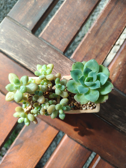 Succulent Heart Duo – The Perfect Gift of Love and Growth