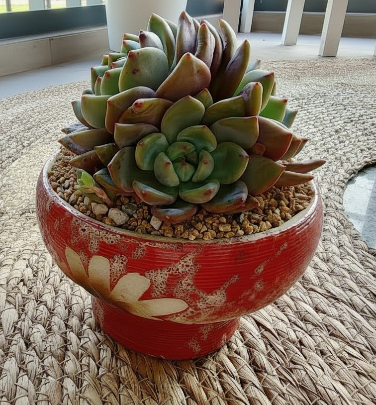 Succulent Moonlit Red Planter – Echeveria hybrid (huge) - SlowBloomGreens