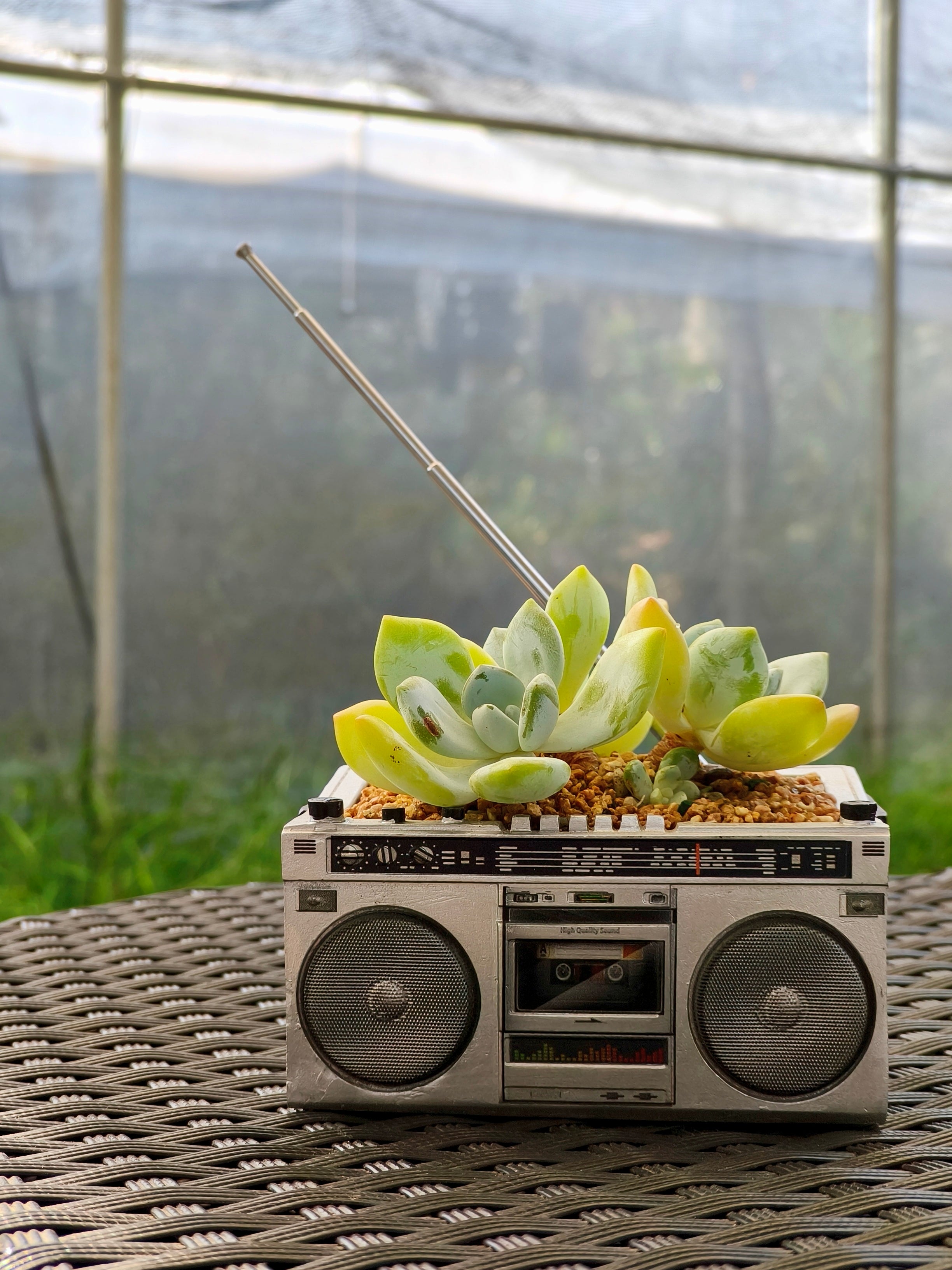Succulent Retro Boombox – Pachyphytum oviferum - SlowBloomGreens