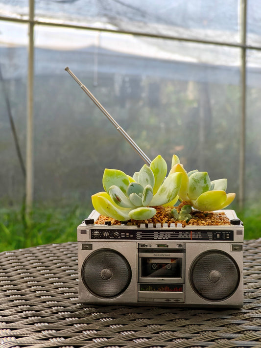 Succulent Retro Boombox – Echeveria Hybrid