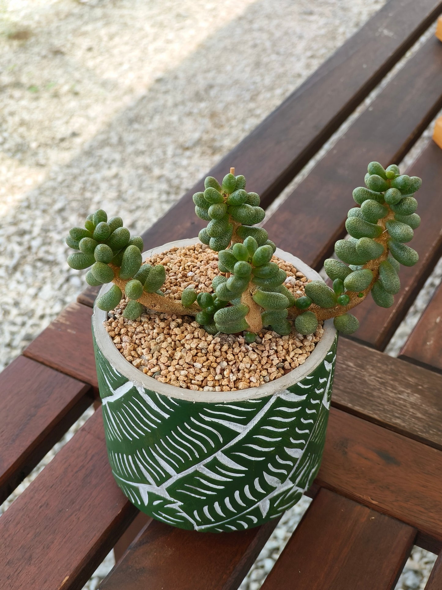 Succulent Whispering Leaves Planter – Sedum Hernandezii *Rare