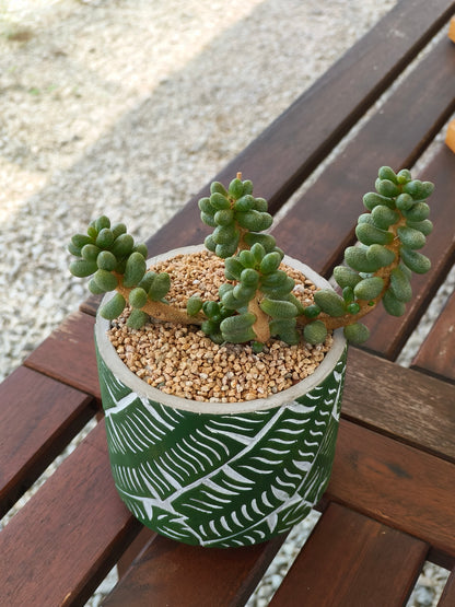 Succulent Whispering Leaves Planter – Sedum Hernandezii *Rare