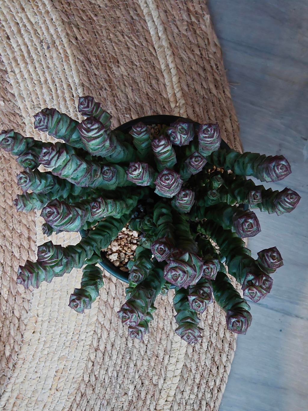 Succulent Ceramic Green Planter – Crassula ‘Jade Necklace’ - SlowBloomGreens