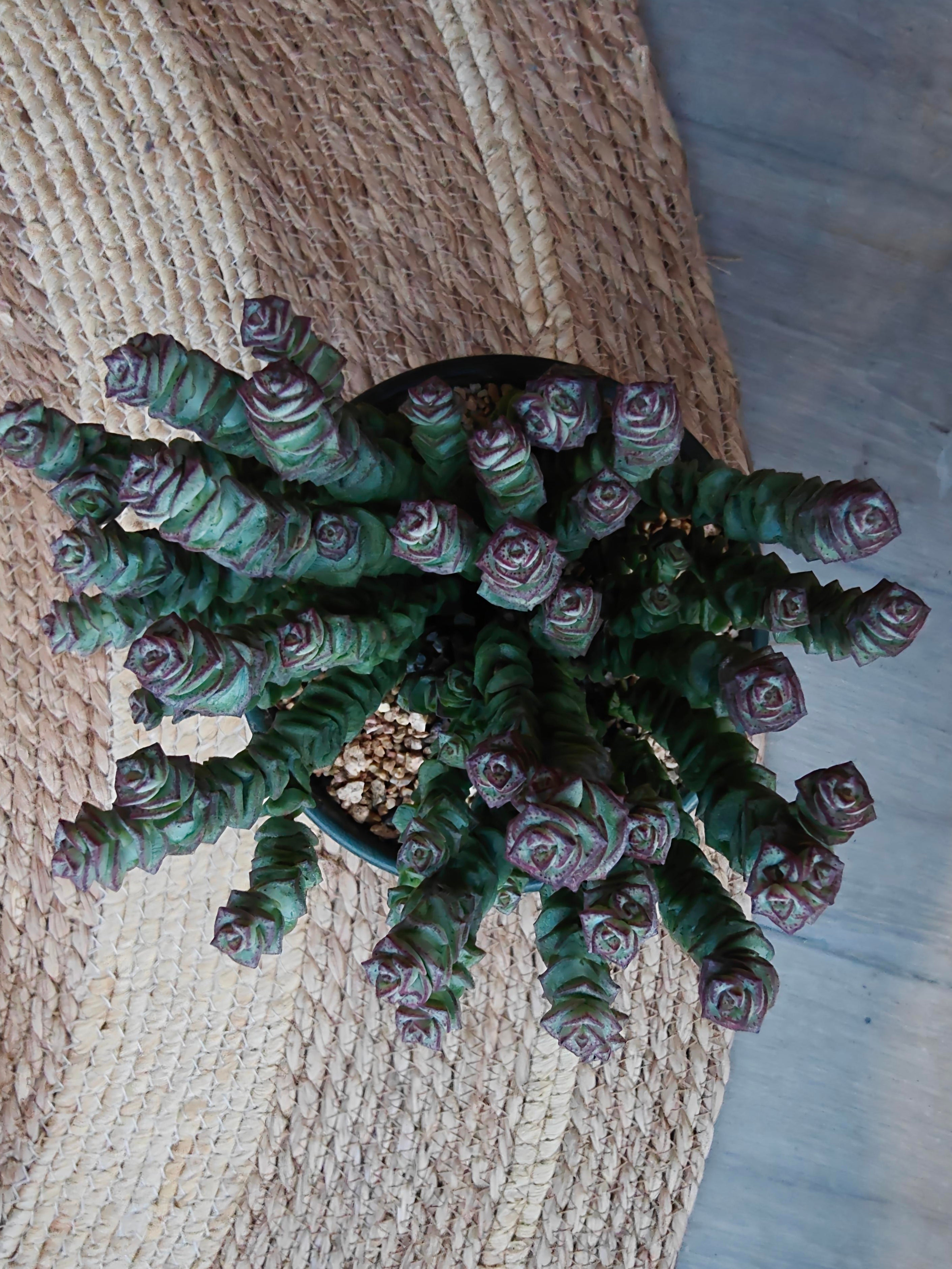 Succulent Ceramic Green Planter – Crassula ‘Jade Necklace’ - SlowBloomGreens