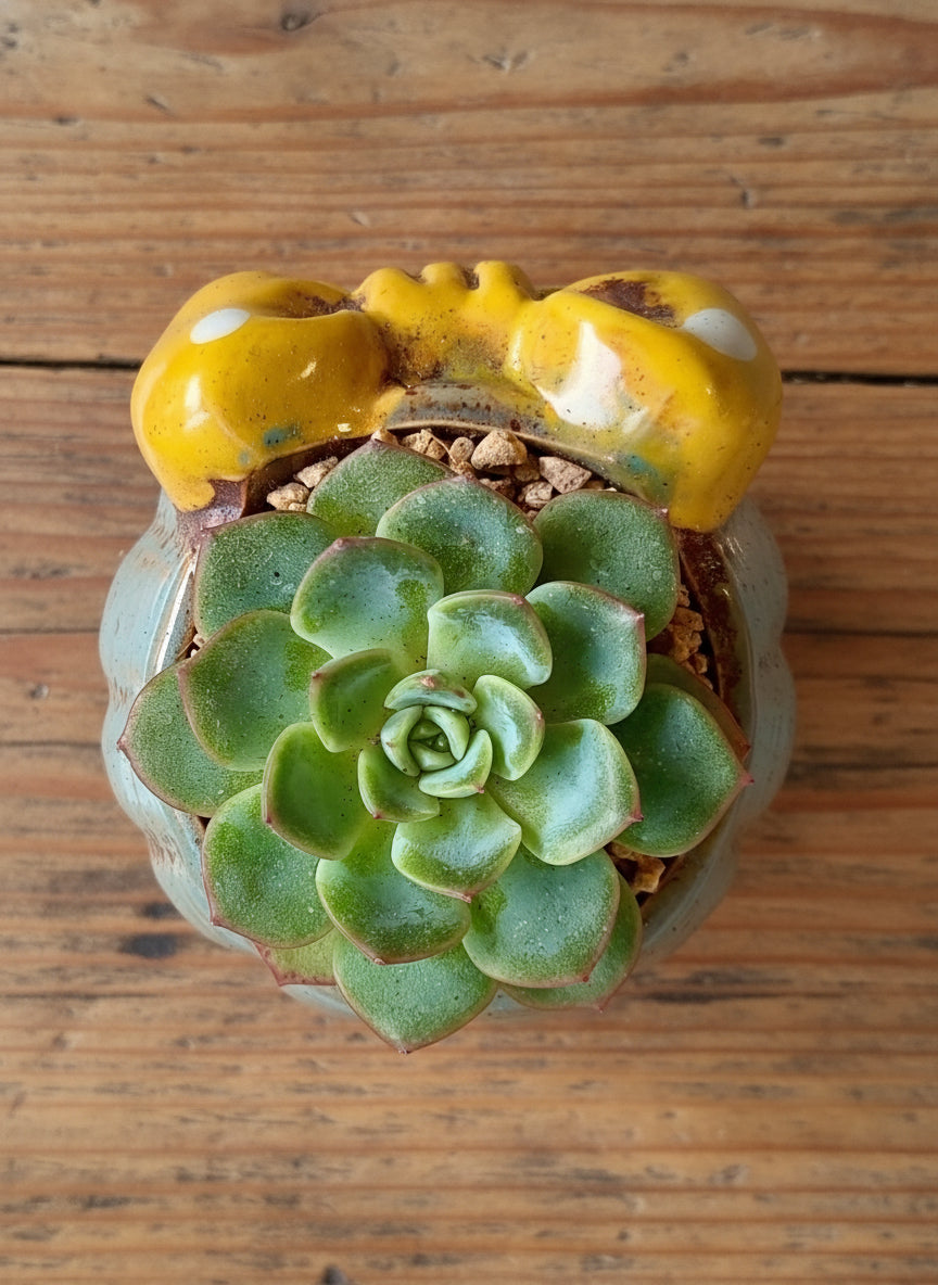 Succulent Blue Polka Dot Bow Planter – Echeveria Moranii - SlowBloomGreens