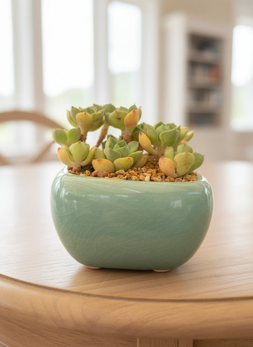 Succulent Zen Square Pastel Green Planter – Echeveria - SlowBloomGreens