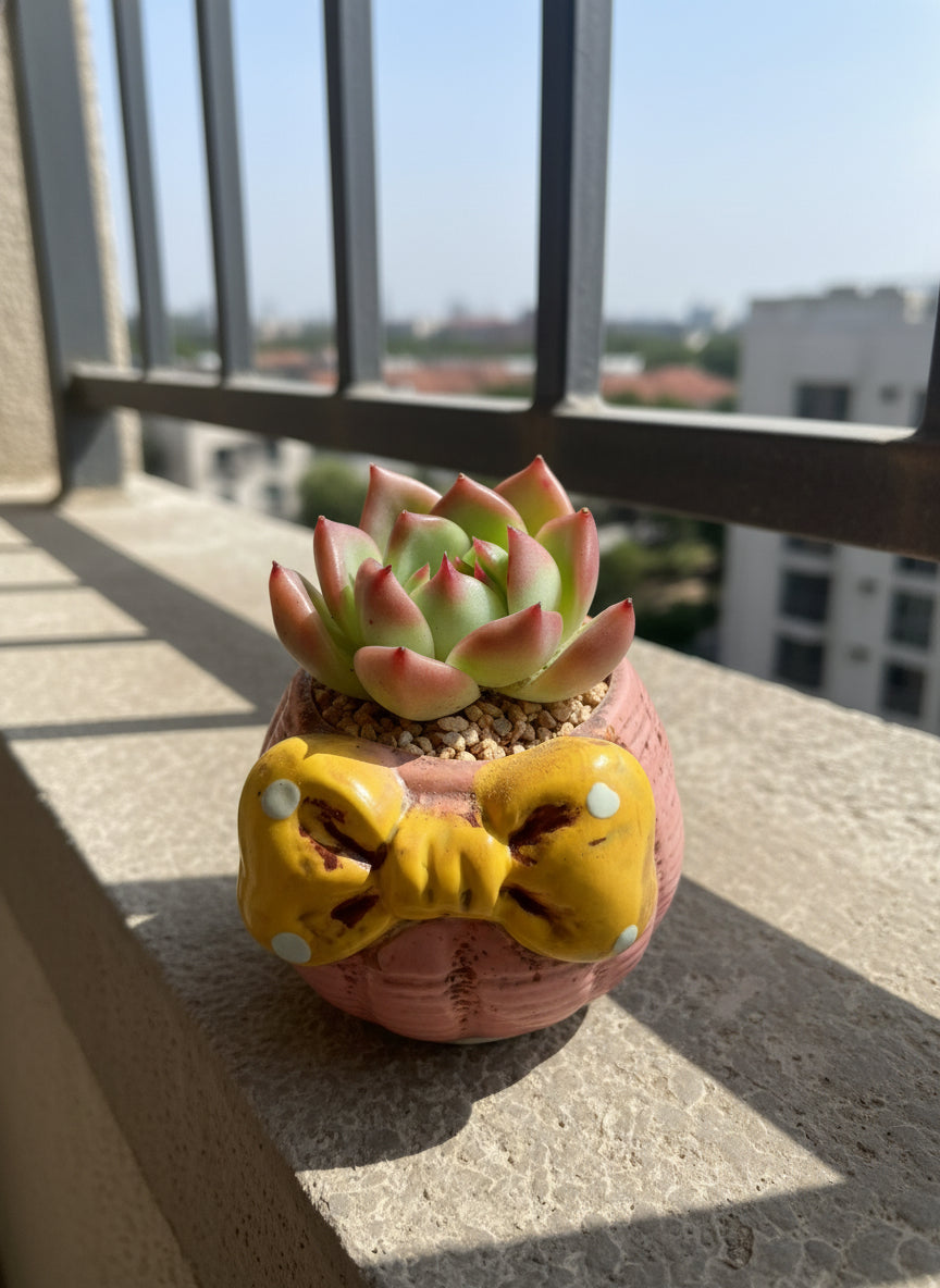 Succulent Pink Polka Dot Bow Planter – Echeveria agavoides 'Christmas Eve' - SlowBloomGreens
