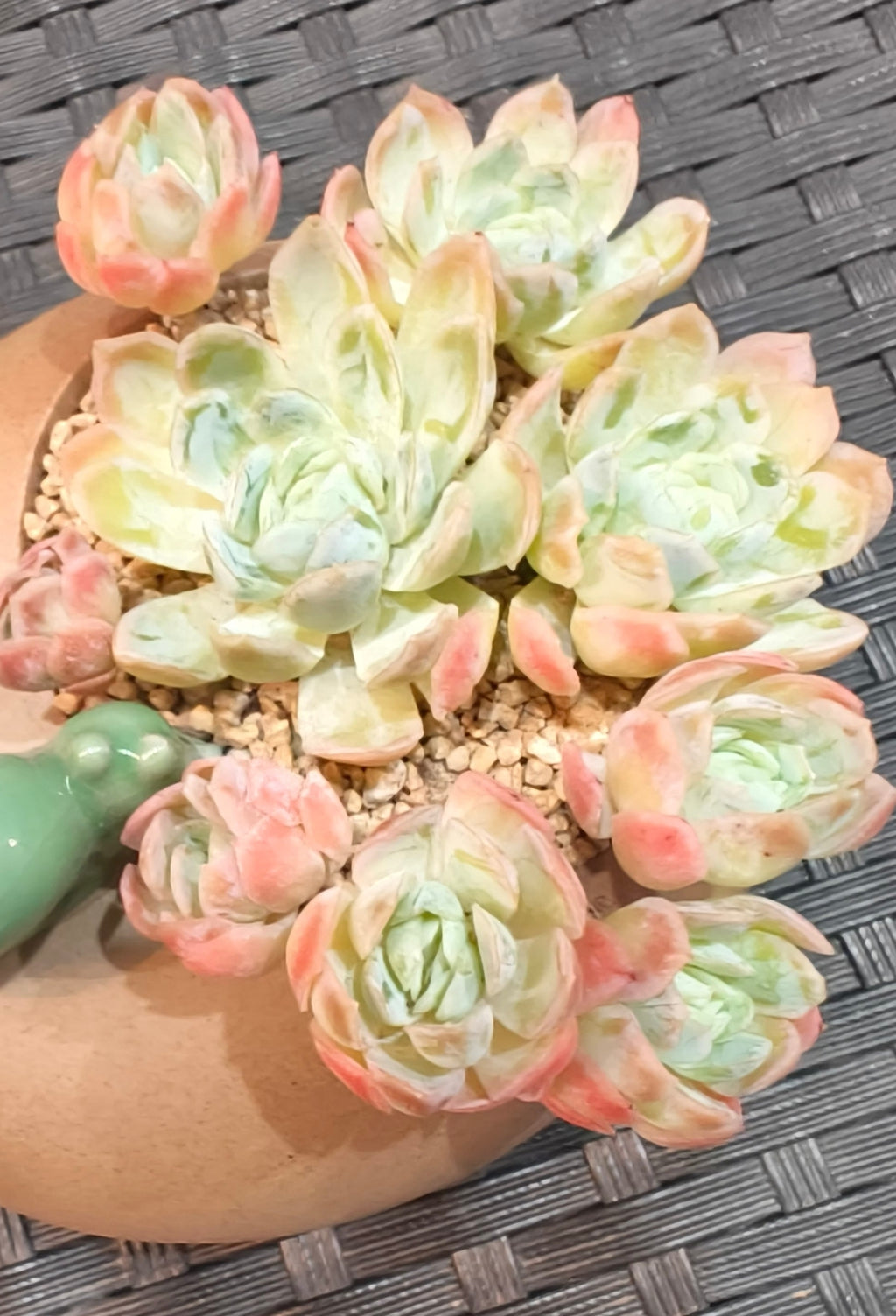 Succulent Snail Planter – Echeveria Elegans 'Raspberry Ice' - SlowBloomGreens
