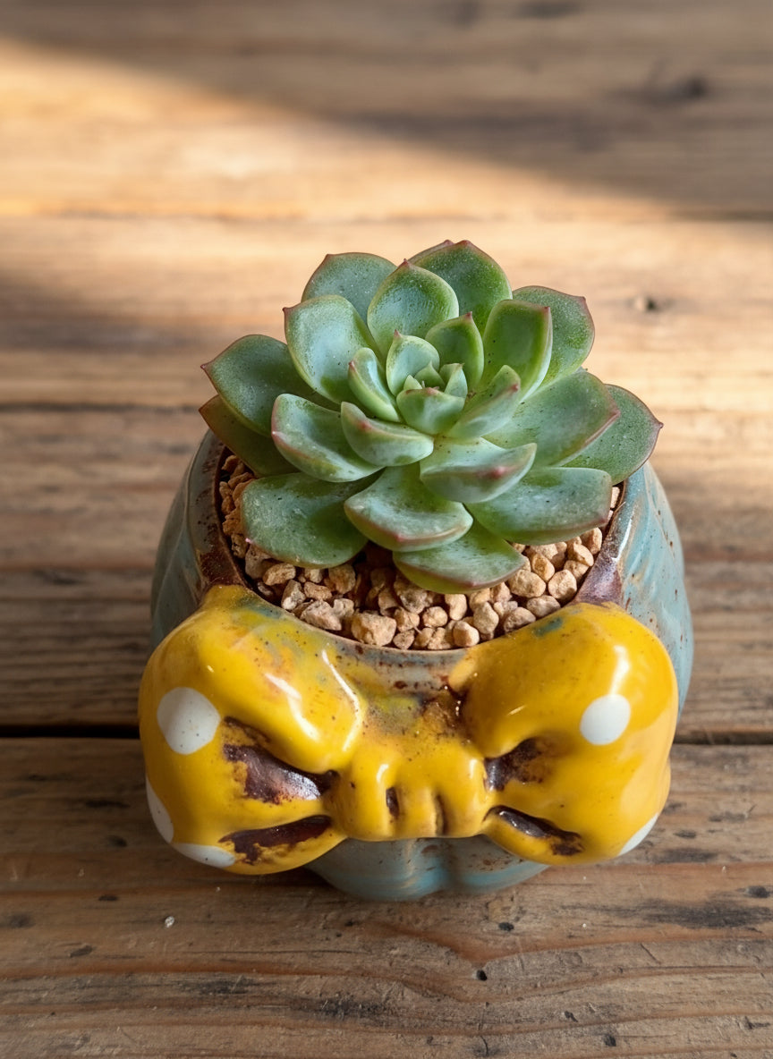 Succulent Blue Polka Dot Bow Planter – Echeveria Moranii