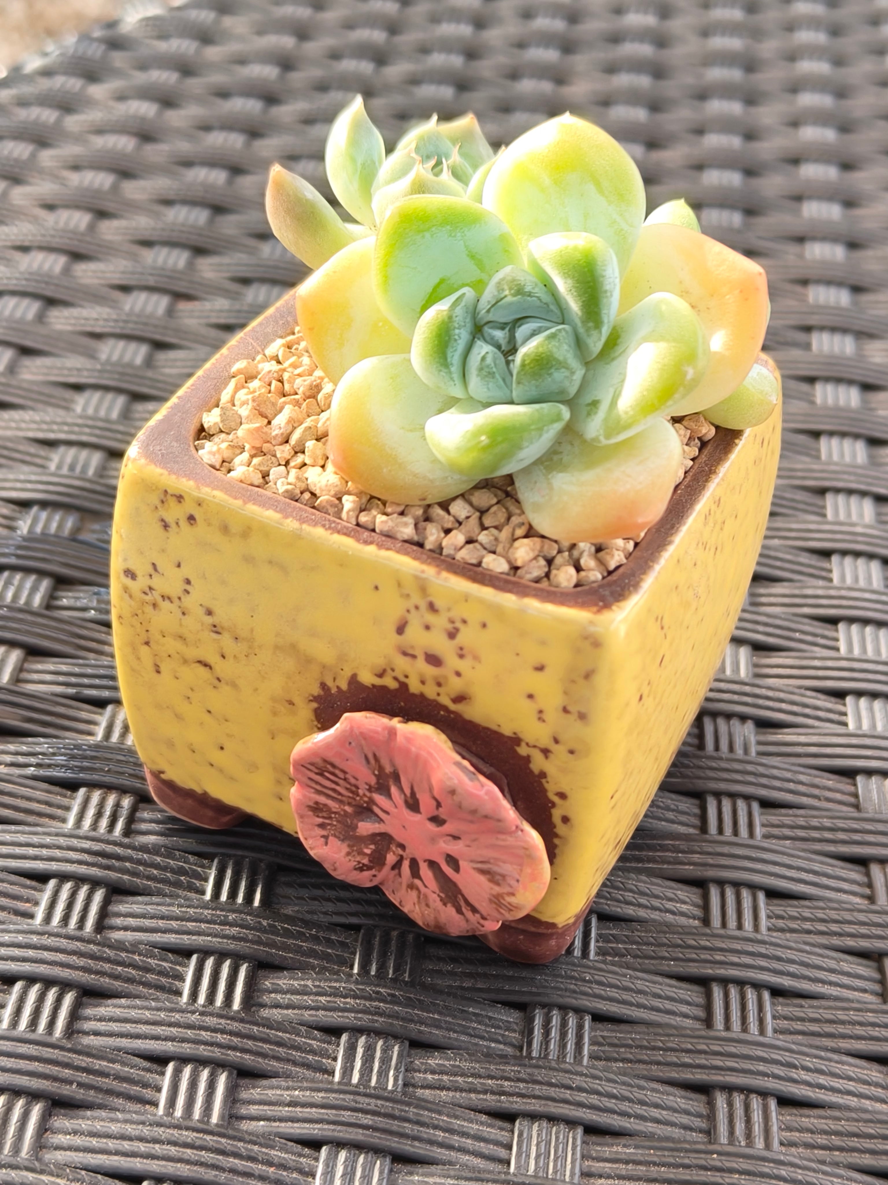 Succulent Ceramic Flowerpot Square Yellow Planter – Echeveria Ice Green - SlowBloomGreens