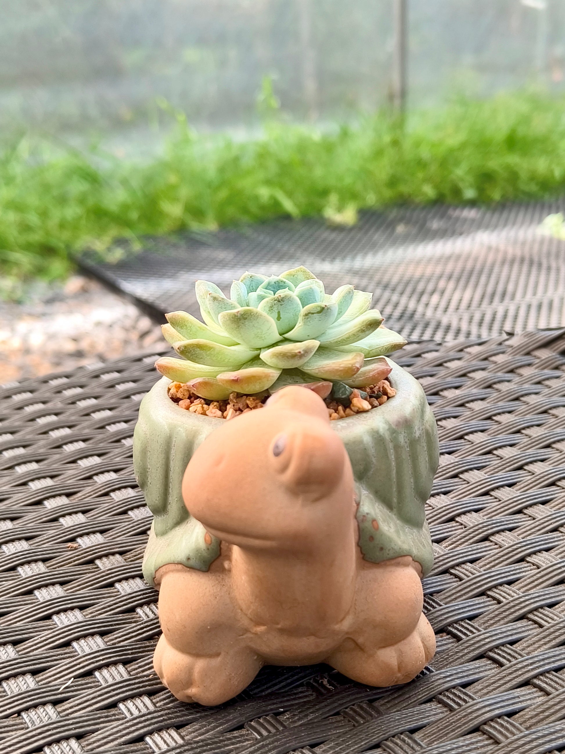 Succulent Tortoise Planter- Echeveria Ice Green - SlowBloomGreens