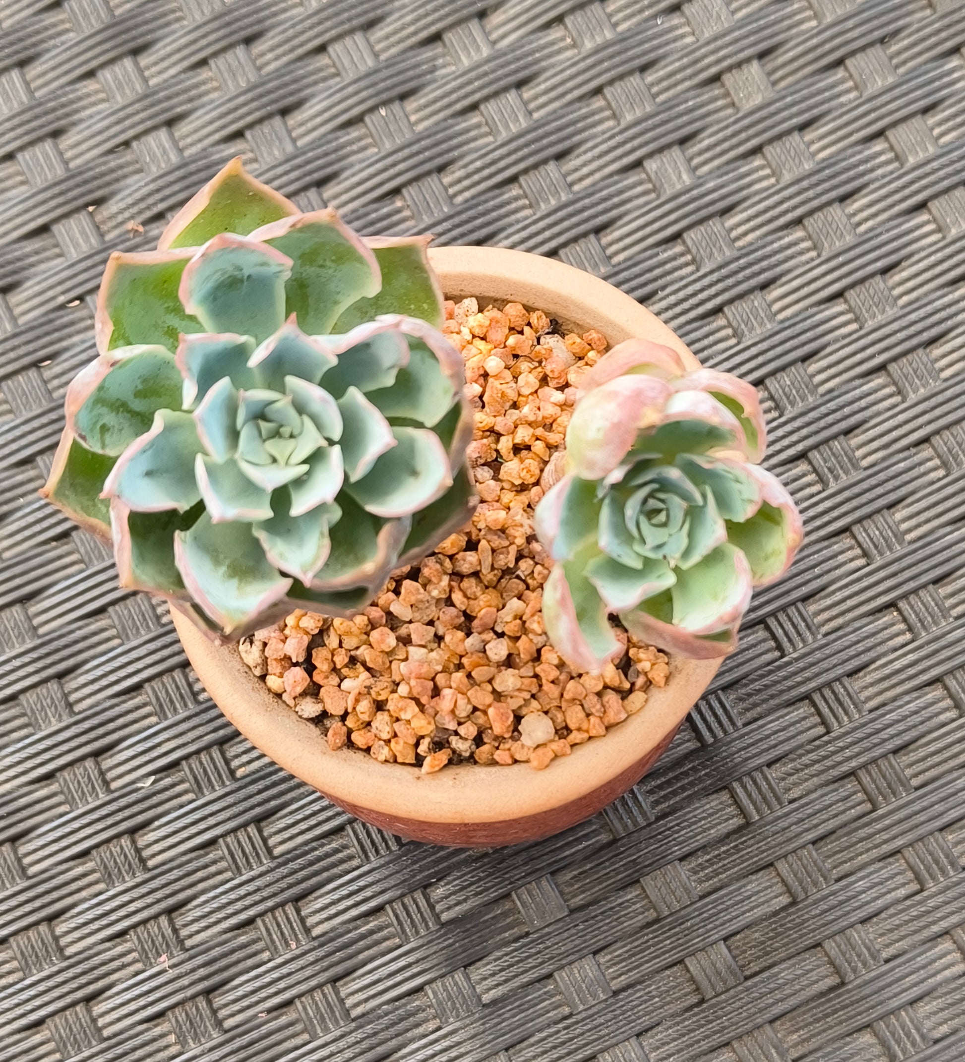 Succulent Rustica Mahogany Planter – Echeveria Peacockii - SlowBloomGreens