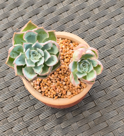 Succulent Rustica Mahogany Planter – Echeveria Peacockii - SlowBloomGreens
