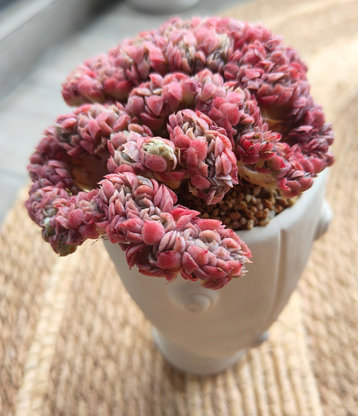 Succulent Serene Muse Face Planter – Echeveria Raspberry crested *Sales 18% - SlowBloomGreens