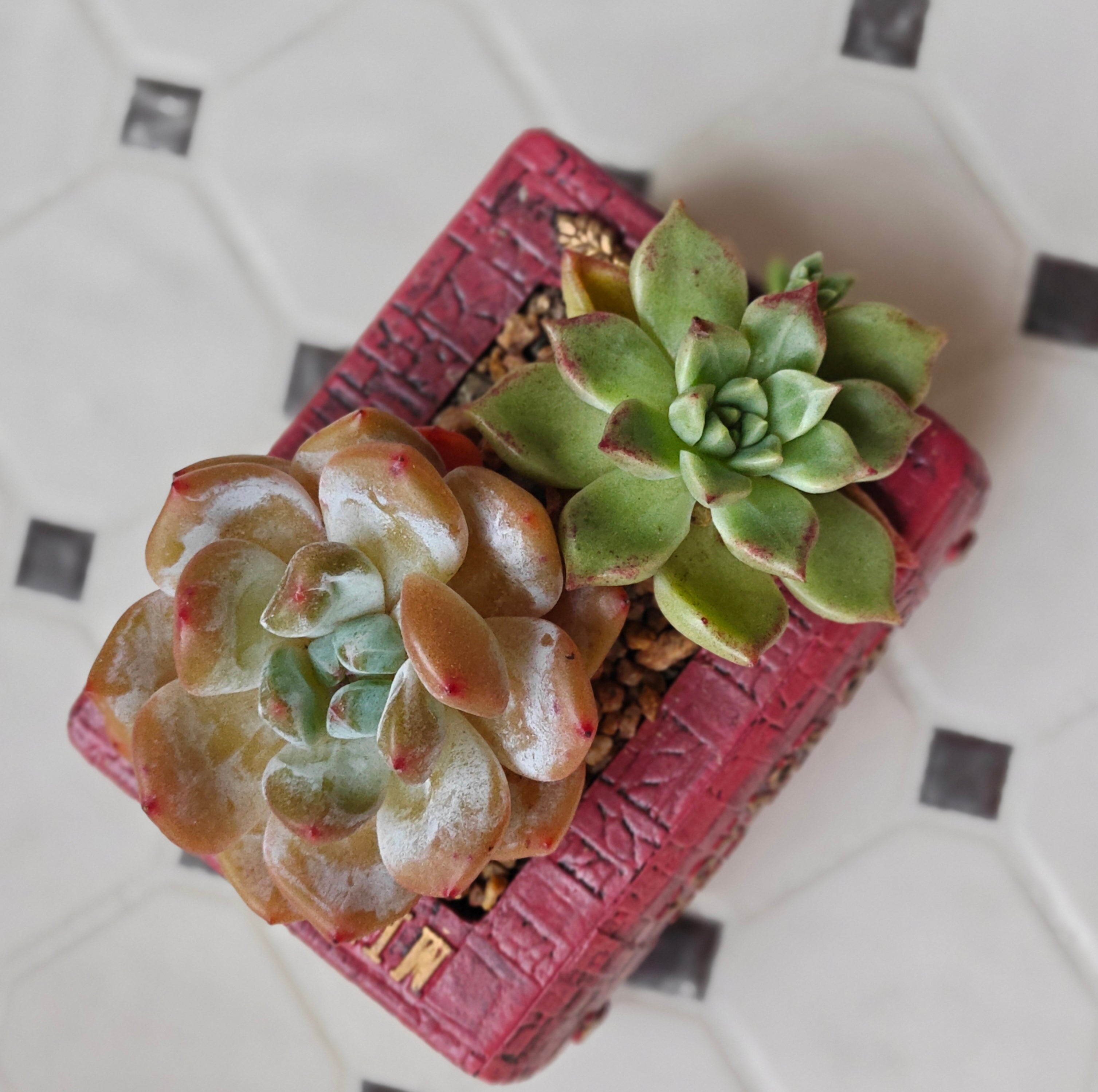 Succulent Book Nook Planter– Assorted Succulents - SlowBloomGreens