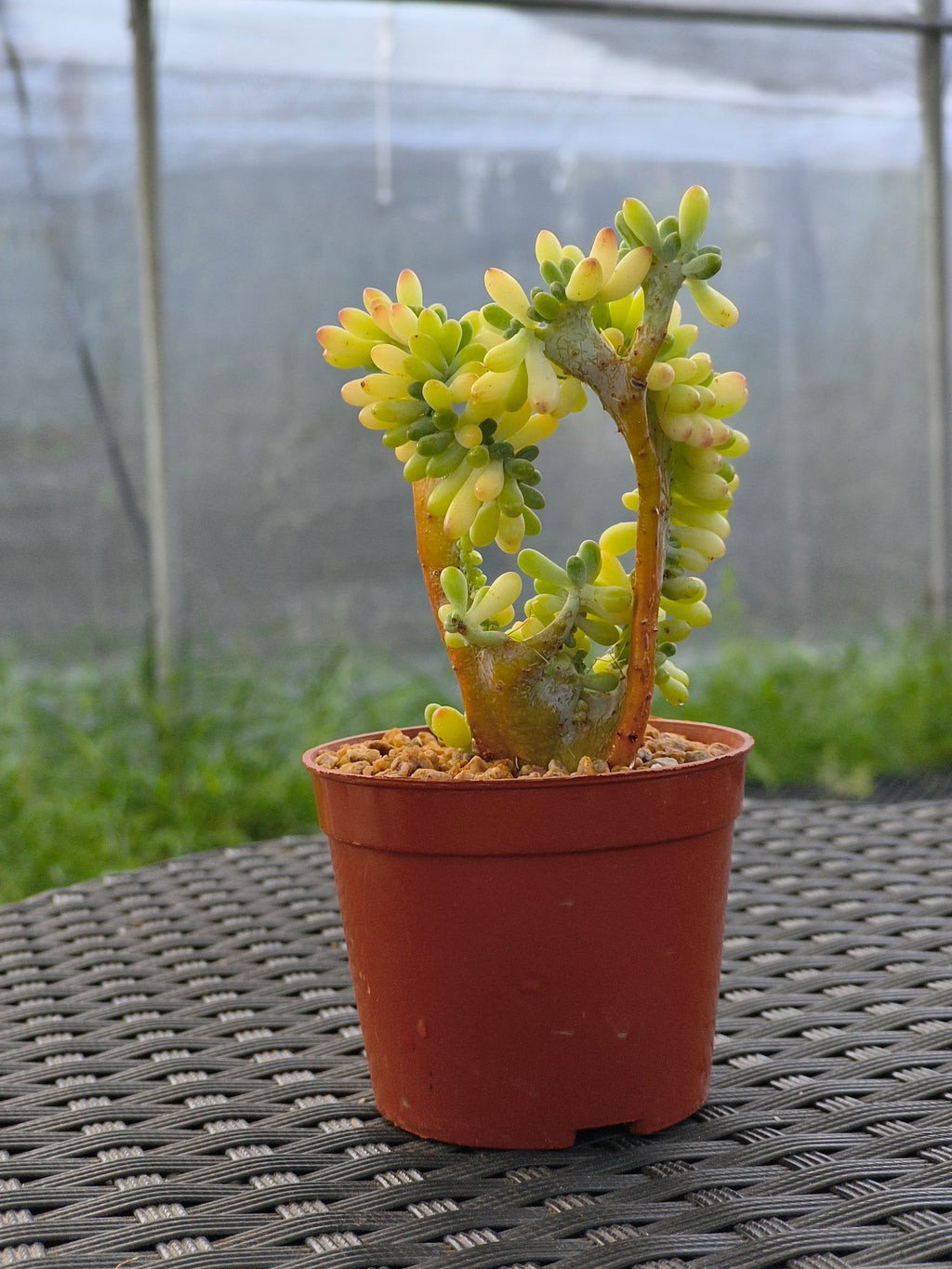 Succulent Starter Planter - Sedum Pachyphyllum 'Jellybeans' - SlowBloomGreens