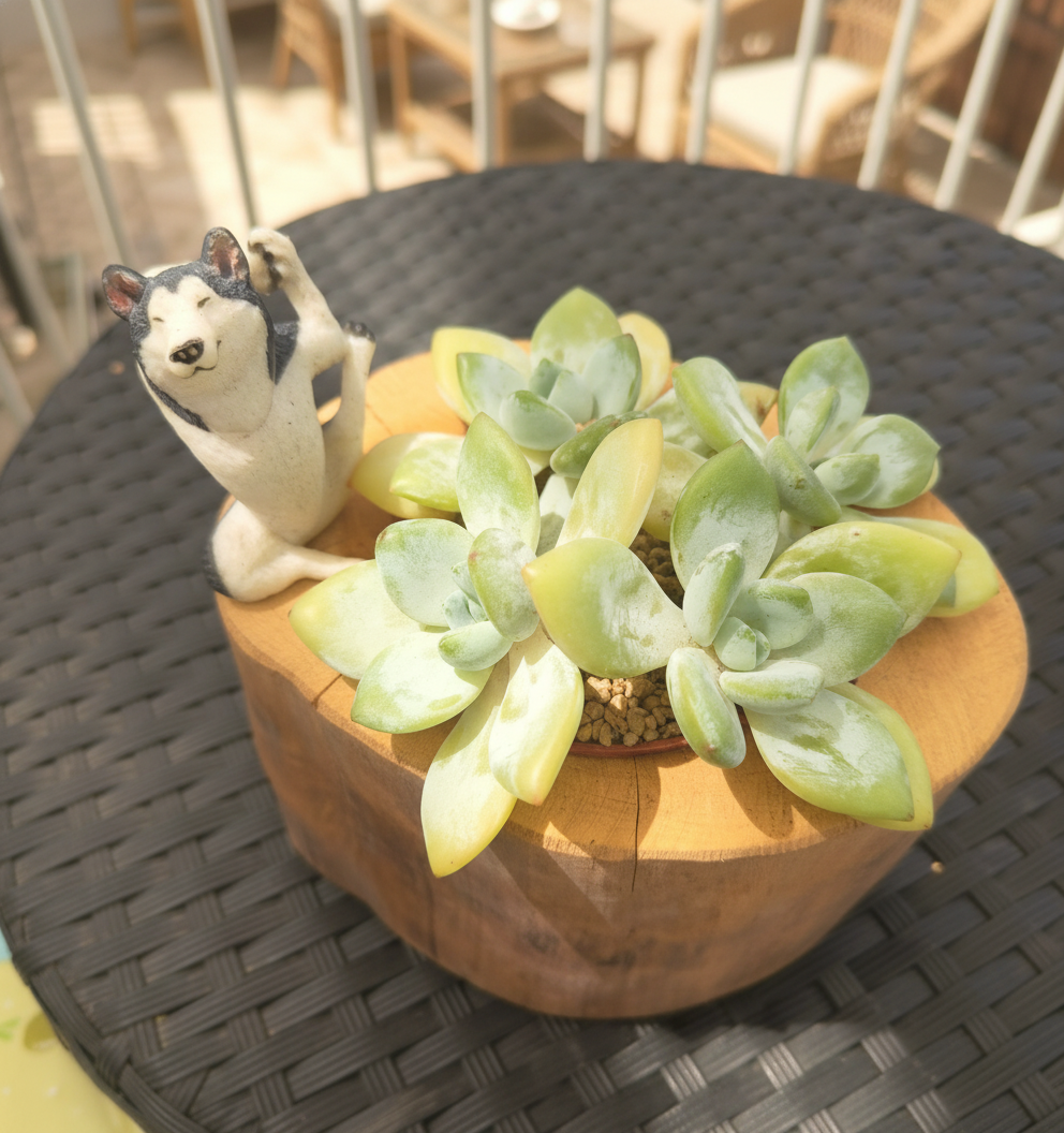 Succulent Yoga Husky on Woodland Log – Echeveria Hybrid