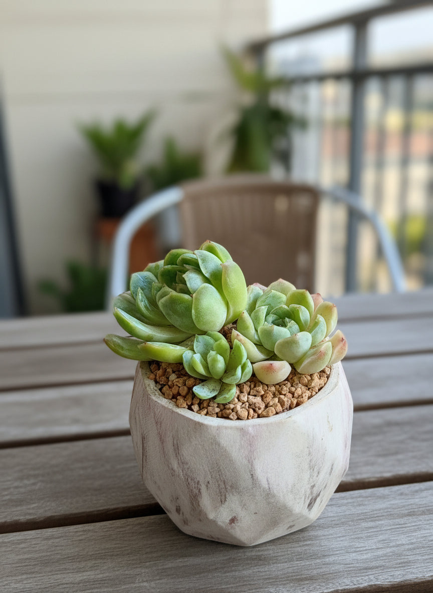 Succulent Classic Marble Brown Planter – Echeveria 'Lime n Chili'