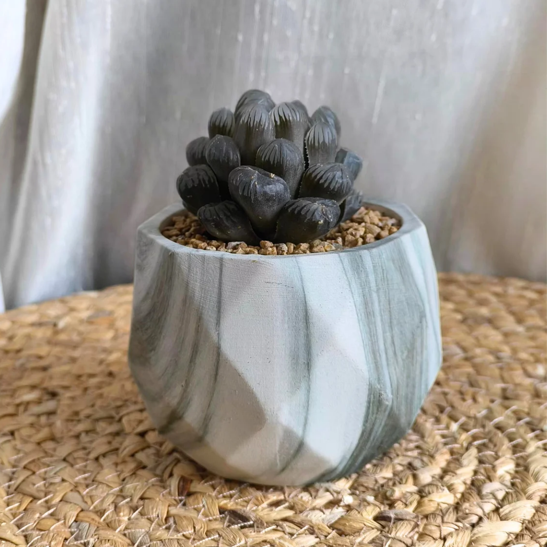 Succulent Classic Marble Earth Green Fern - SlowBloomGreens