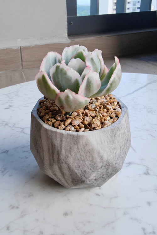 Classic Marble Grey Planter – Echeveria 'Berkley Light' - SlowBloomGreens