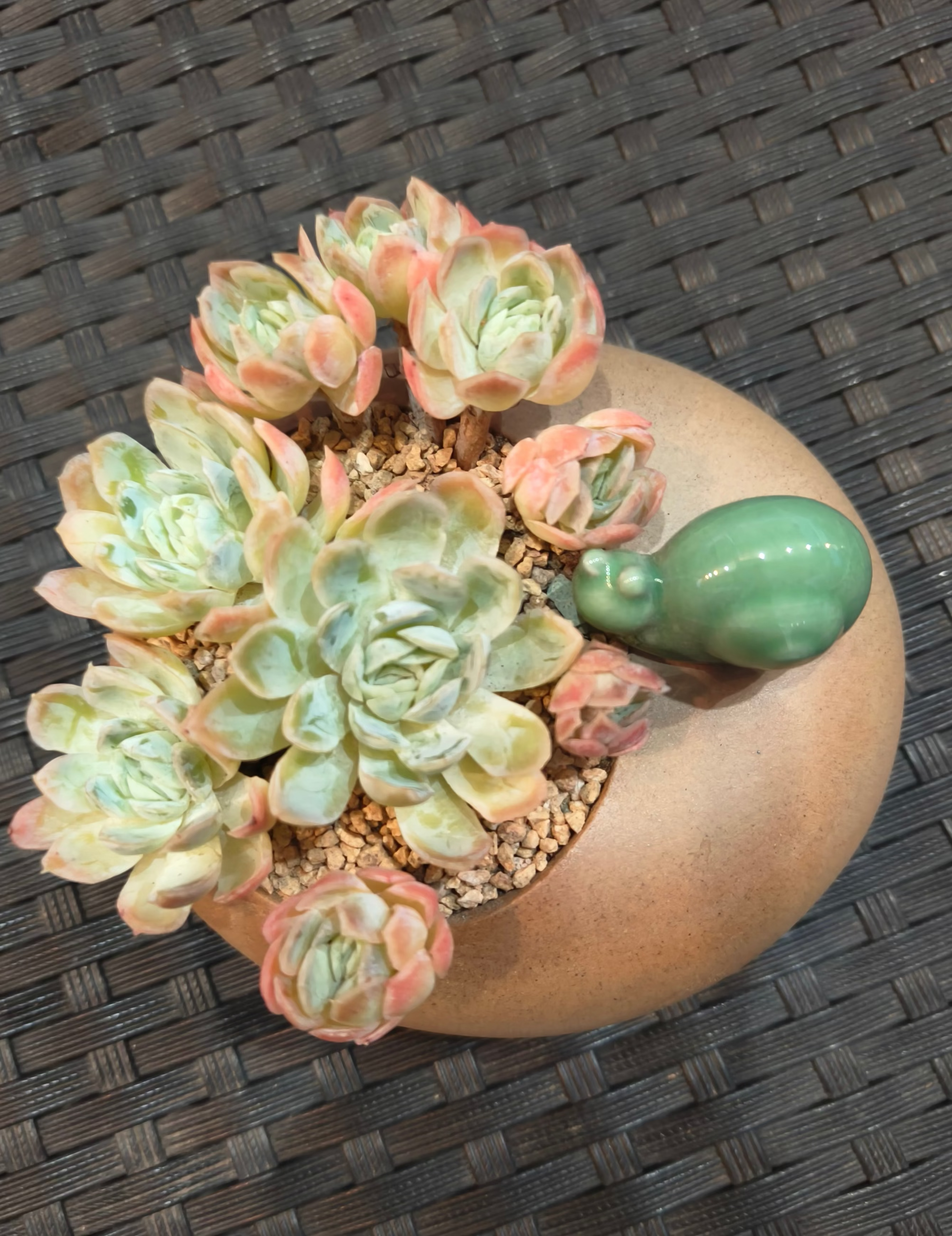 Succulent Snail Planter – Echeveria Elegans 'Raspberry Ice' - SlowBloomGreens