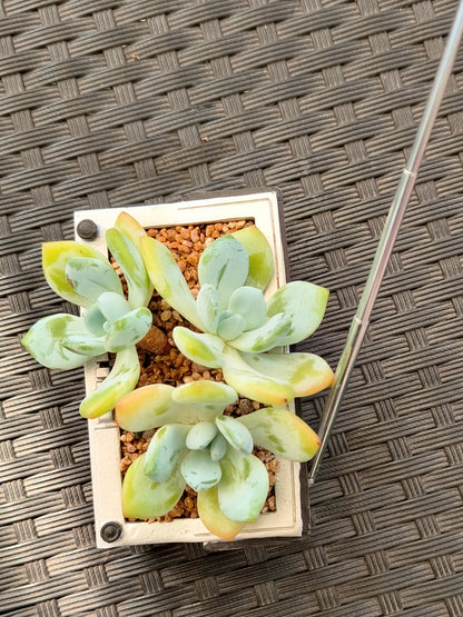 Succulent Retro Boombox – Echeveria Hybrid