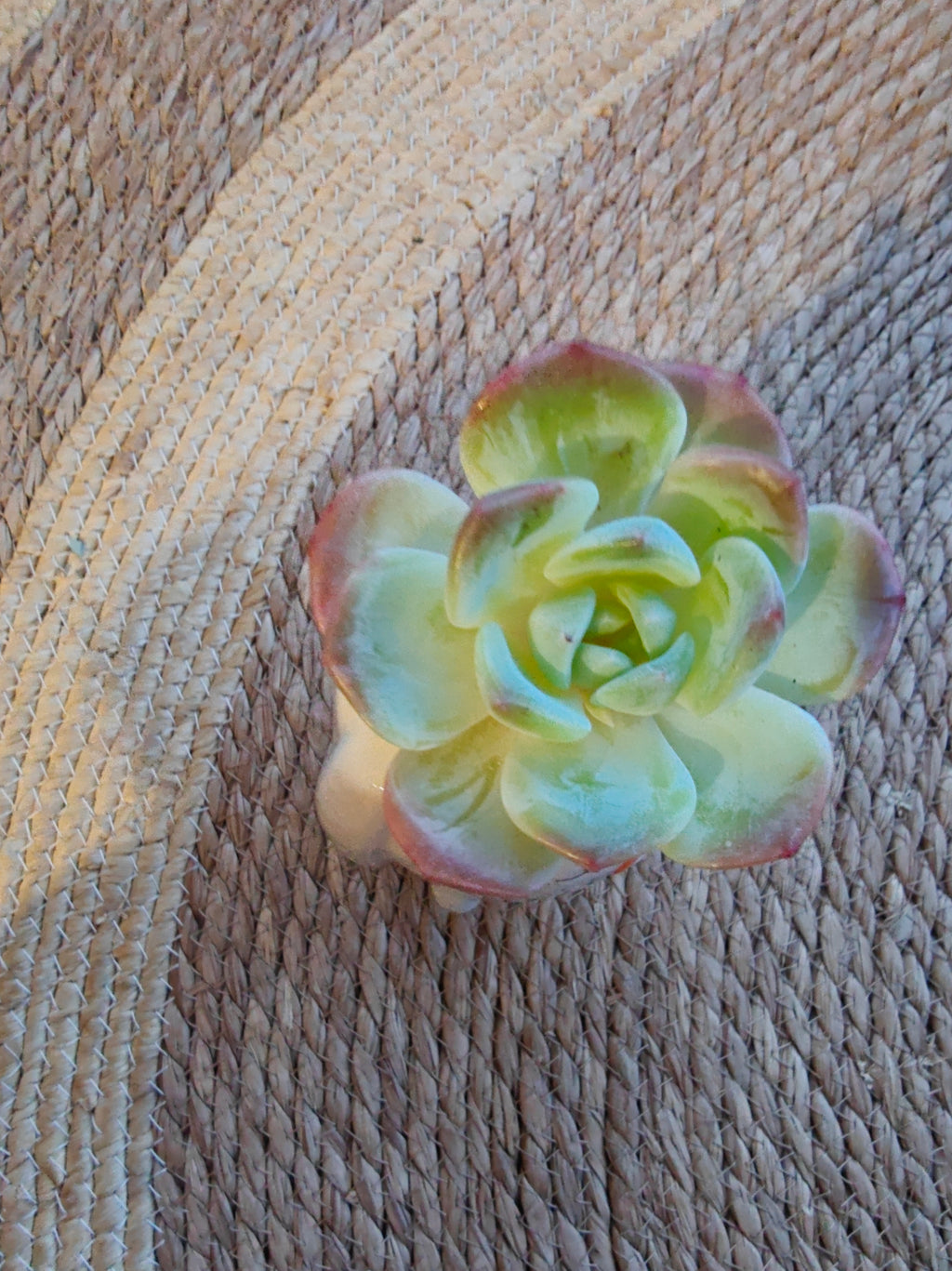 Succulent Bunny Bud Vase – Echeveria hybrid