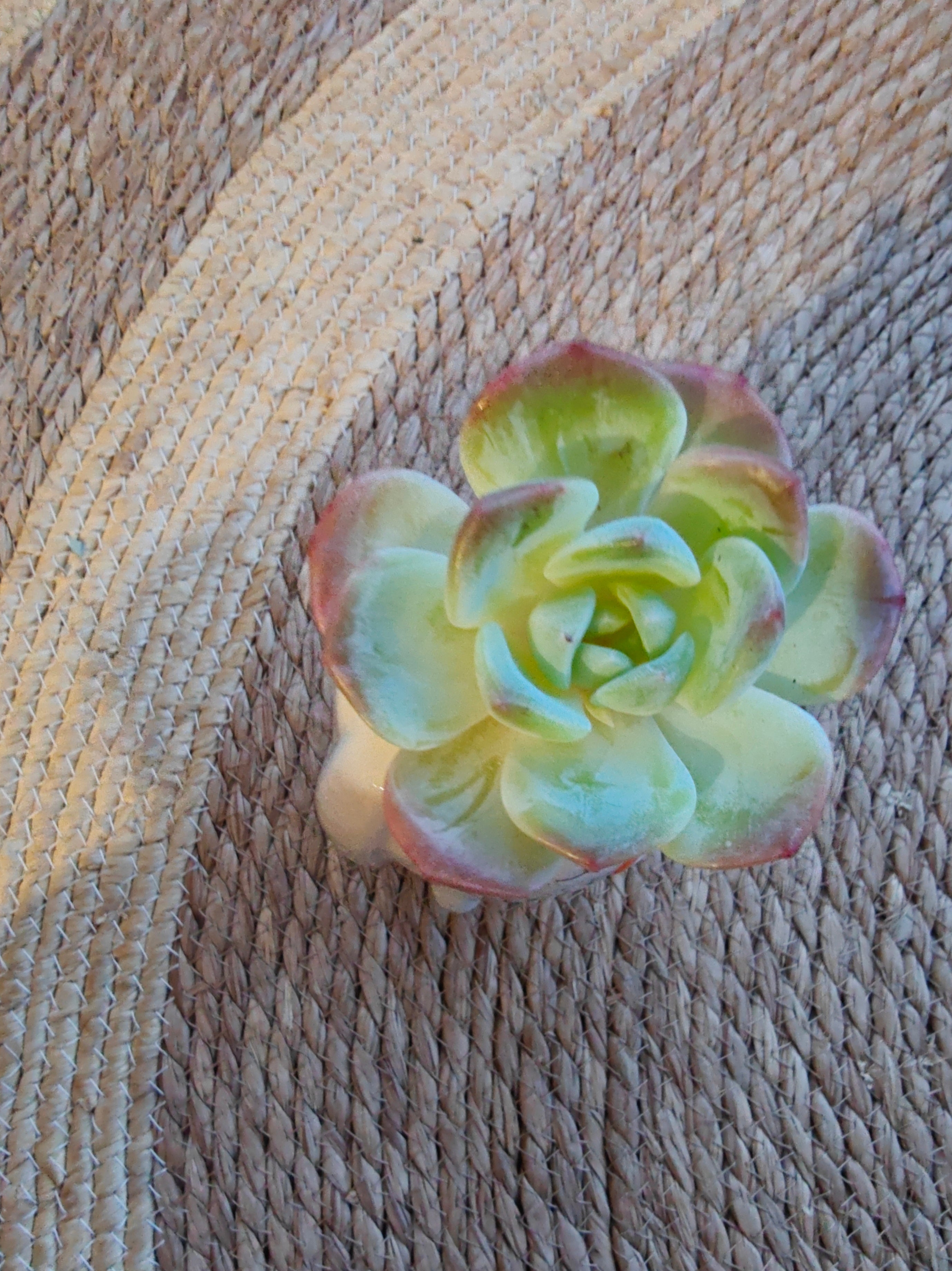 Succulent Bunny Bud Vase – Echeveria hybrid