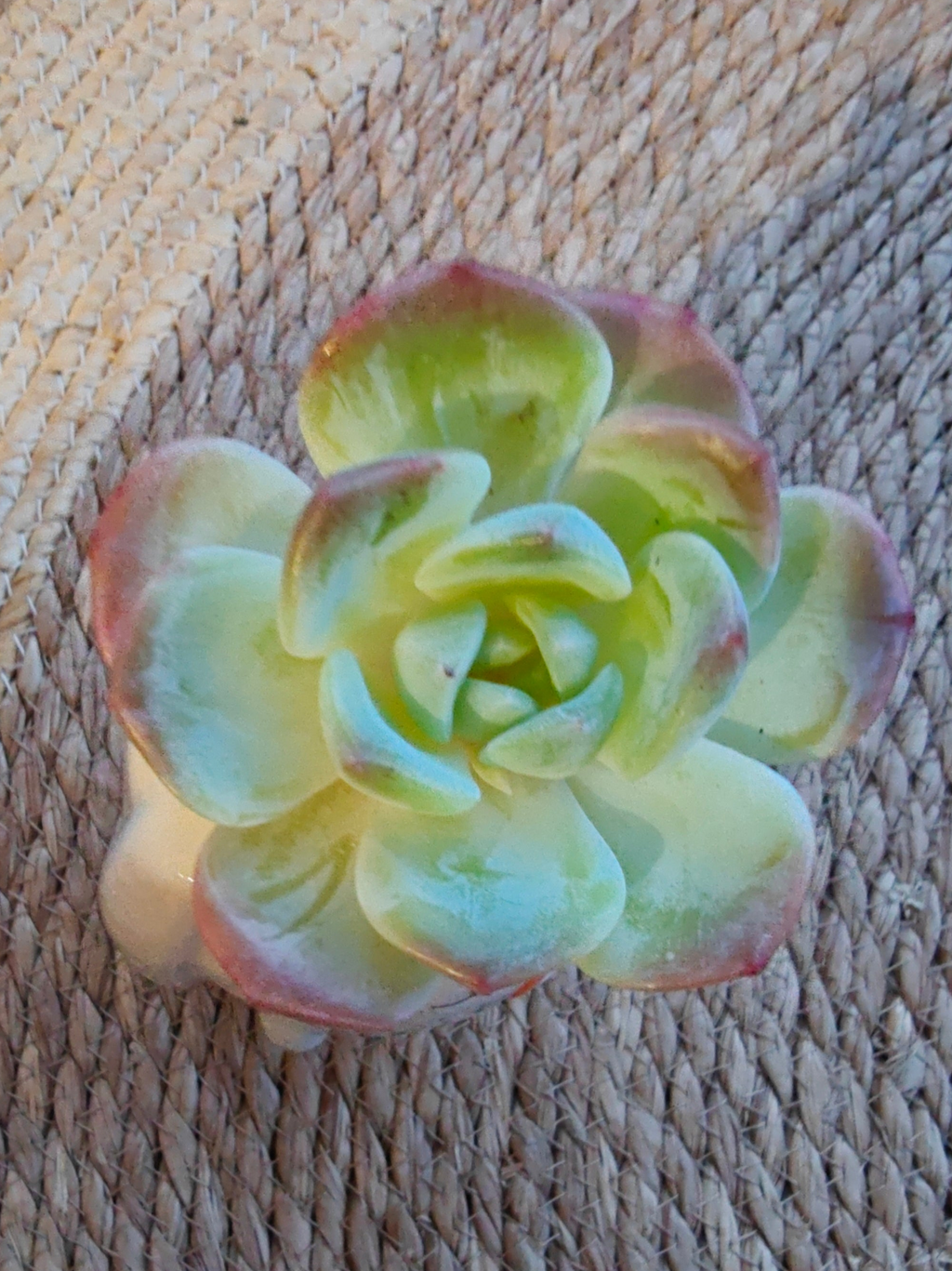 Succulent Bunny Bud Vase – Echeveria hybrid