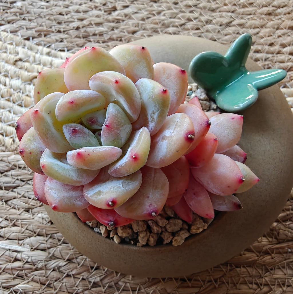 Succulent Butterfly Planter – Echeveria 'Orange Monroe'