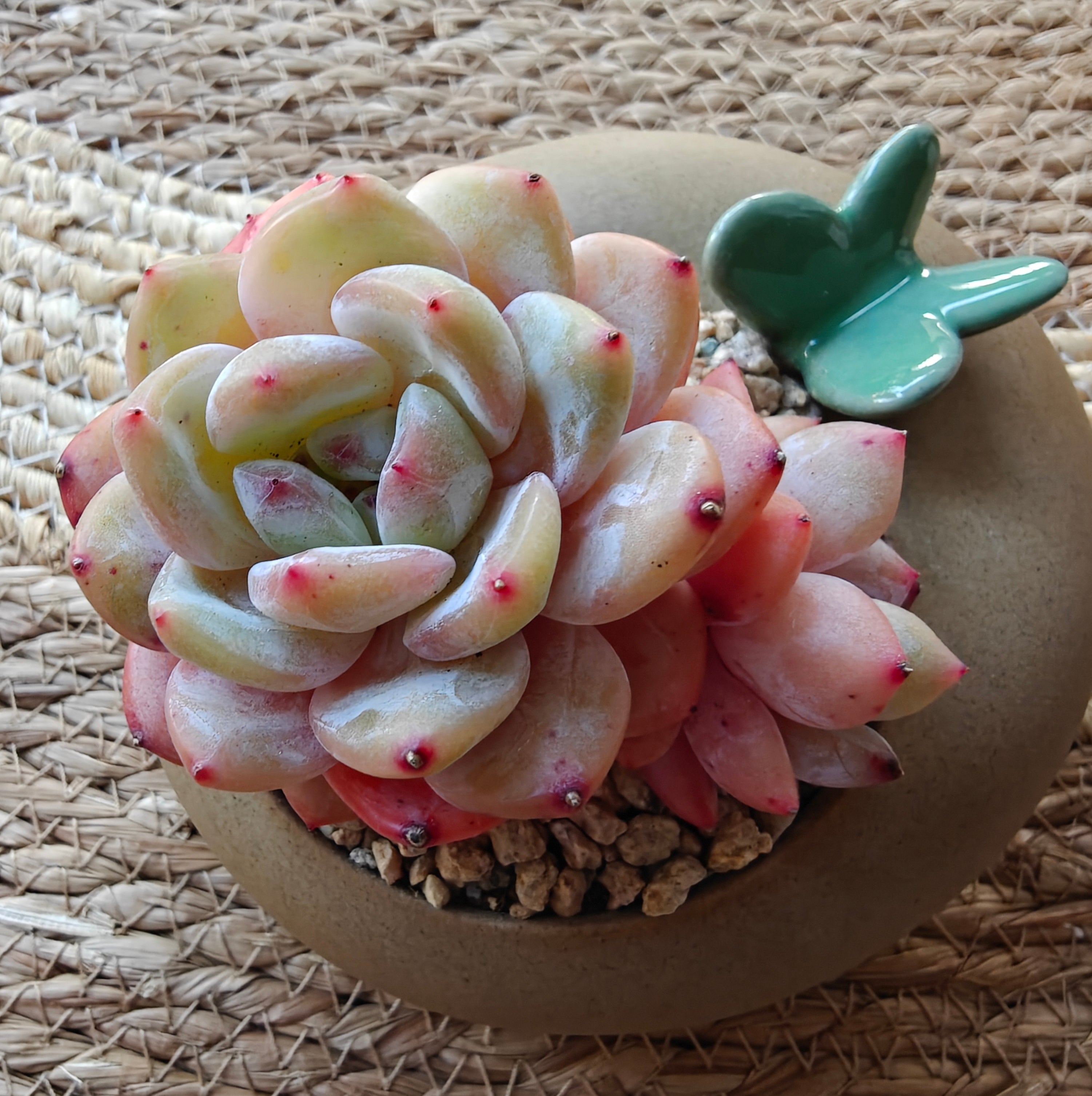 Succulent Butterfly Planter – Echeveria 'Orange Monroe'