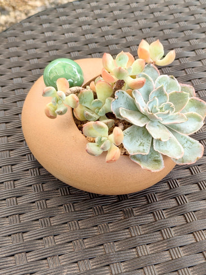 Succulent Seven-Spotted Ladybug Planter – Handcrafted Succulents