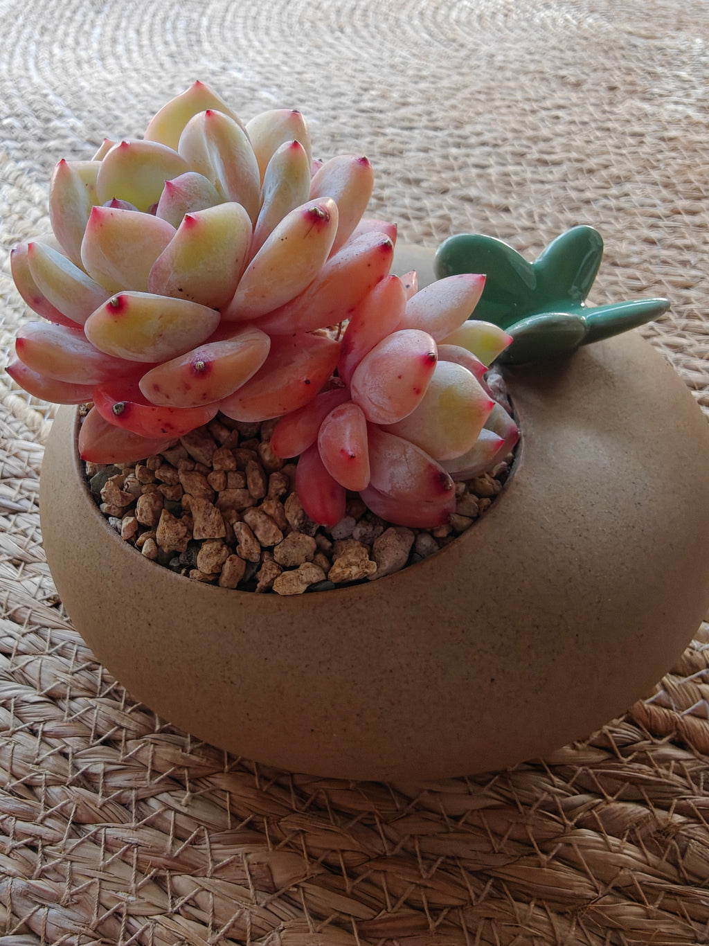 Succulent Butterfly Planter – Echeveria 'Orange Monroe'