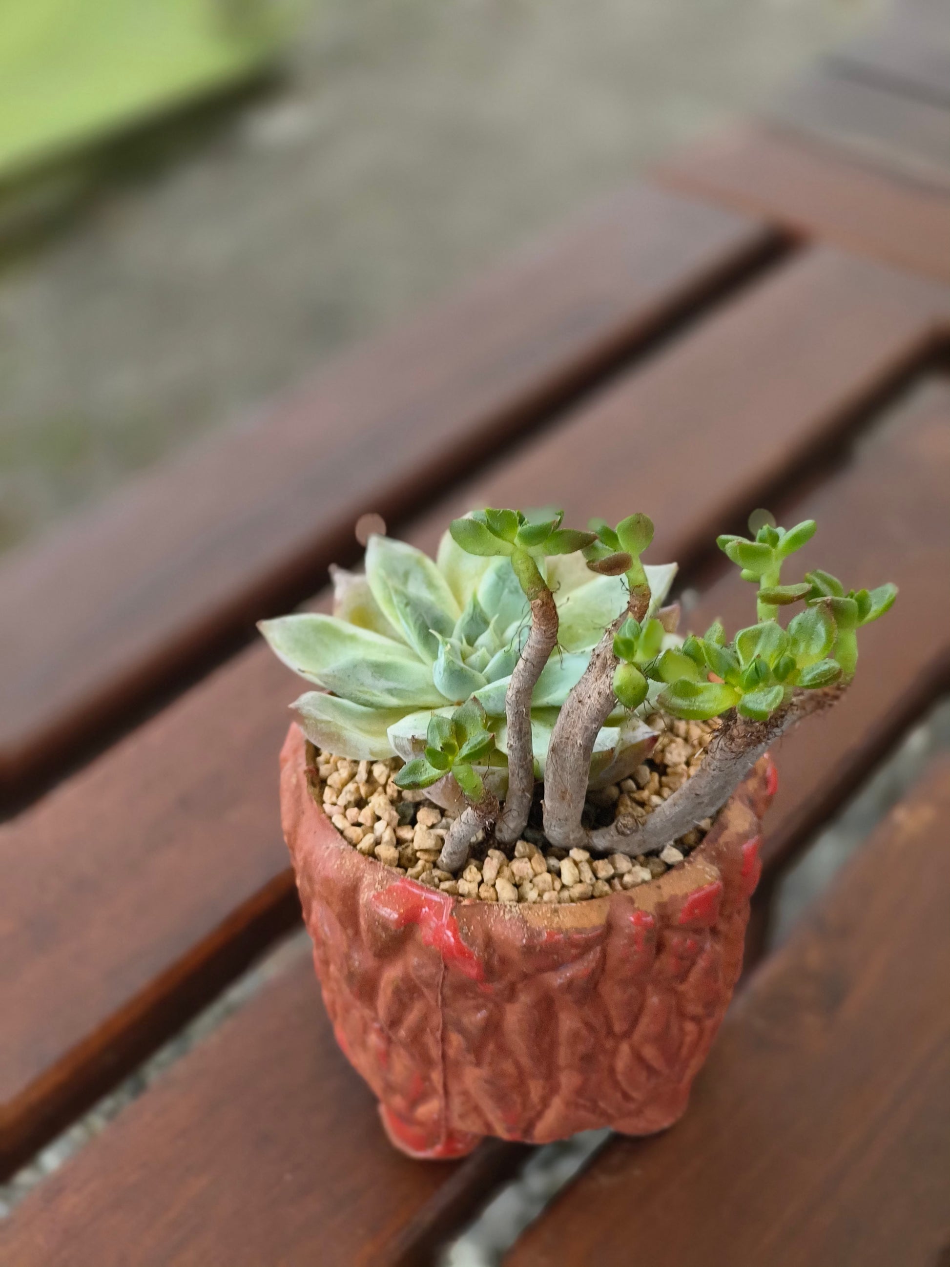 Succulent Rustica Ceramic Red – Handcrafted Succulents - SlowBloomGreens