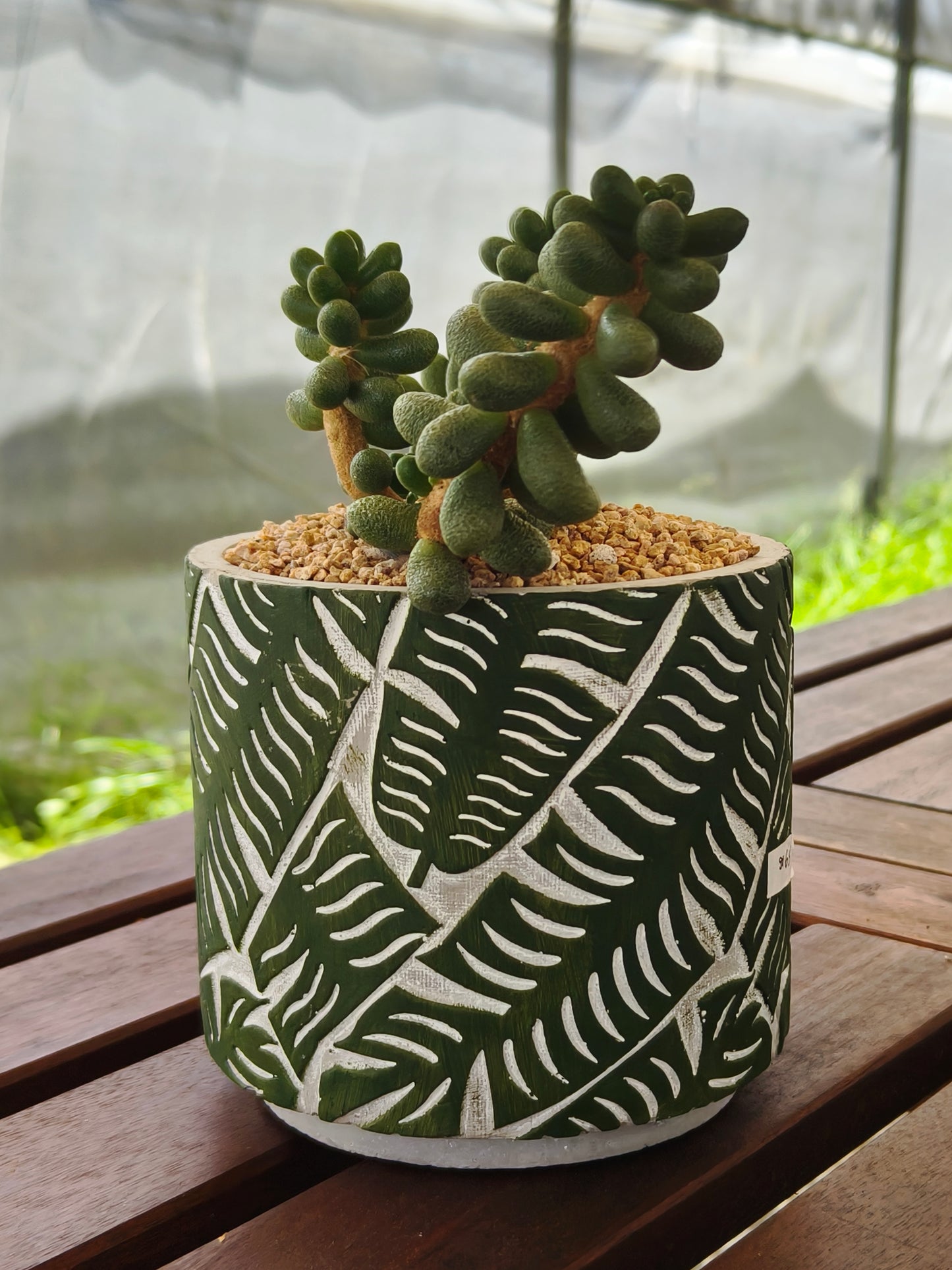 Succulent Whispering Leaves Planter – Sedum Hernandezii *Rare