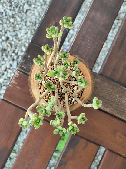 Succulent Nature Log - Echeveria Supia
