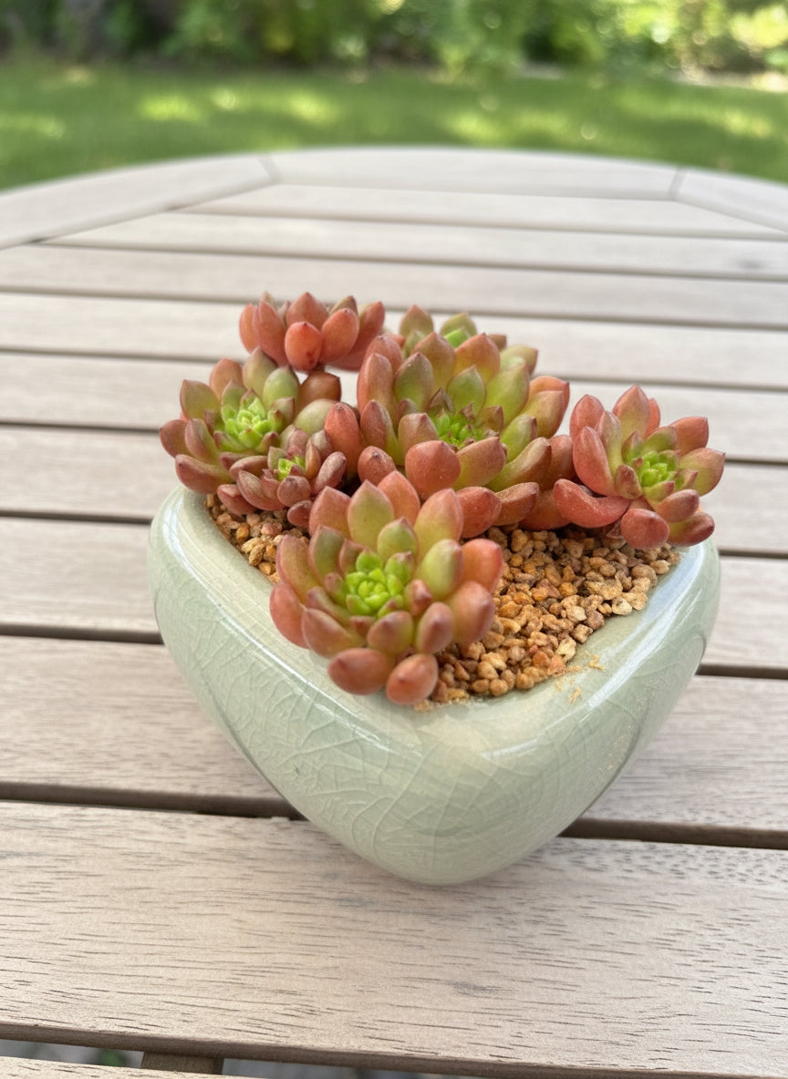 Succulent Zen Square Pastel Blue Planter – Sedeveria ‘Pink Ruby’ - SlowBloomGreens