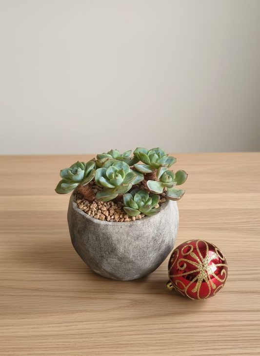 Succulent Classic Marble Grey Planter - Echeveria Elegans