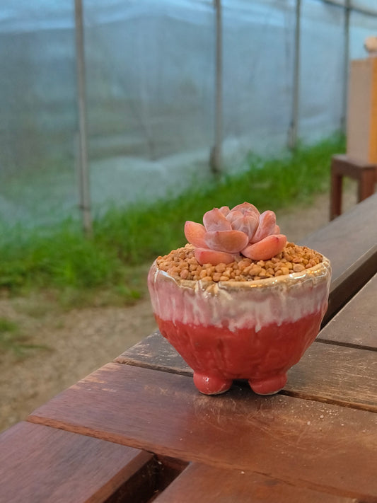 Succulent Red Ombre Rustic Mini Planter – Echeveria 'Cosette'