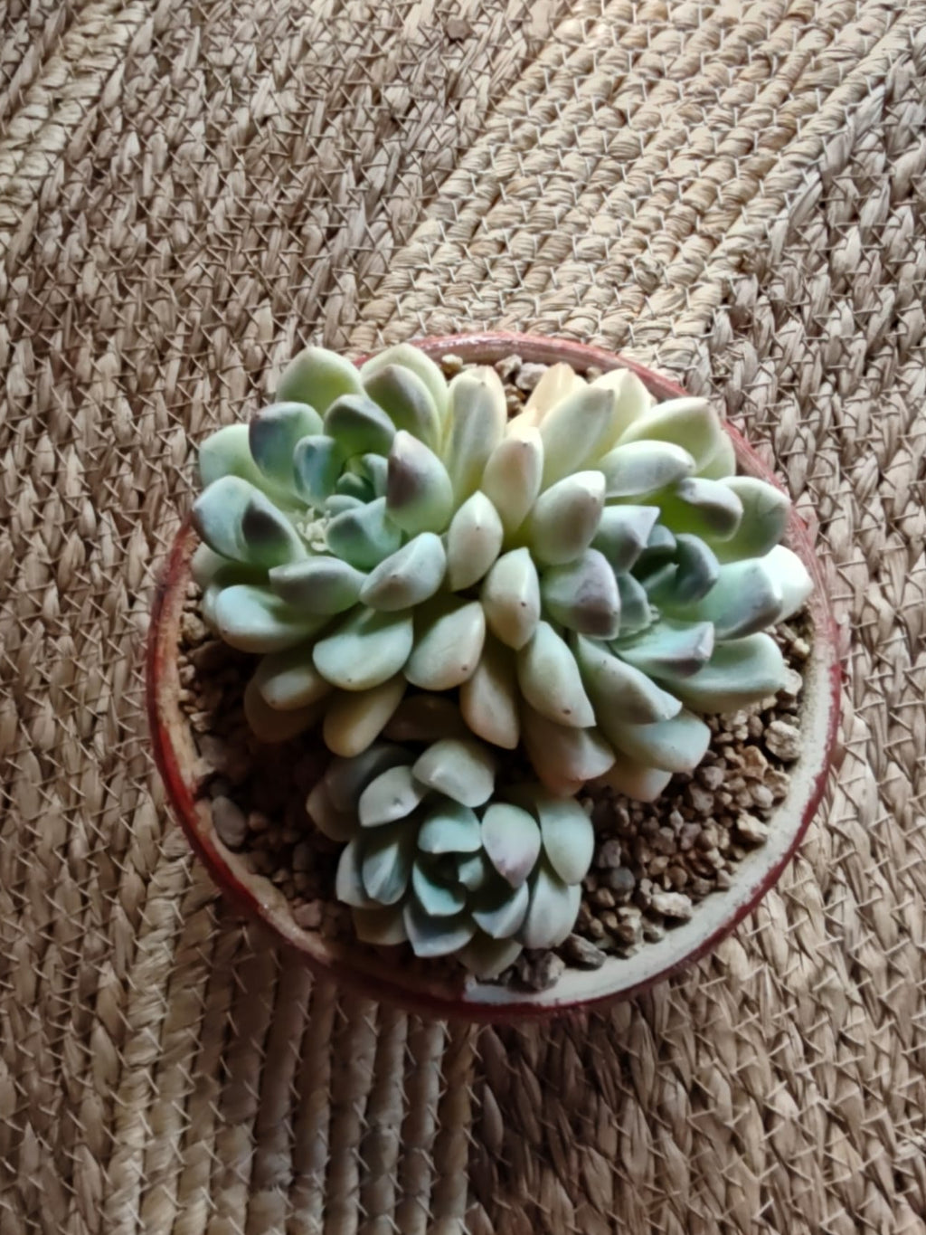 Succulent Moonlit Red Planter – Graptoveria 'Opalina' - SlowBloomGreens