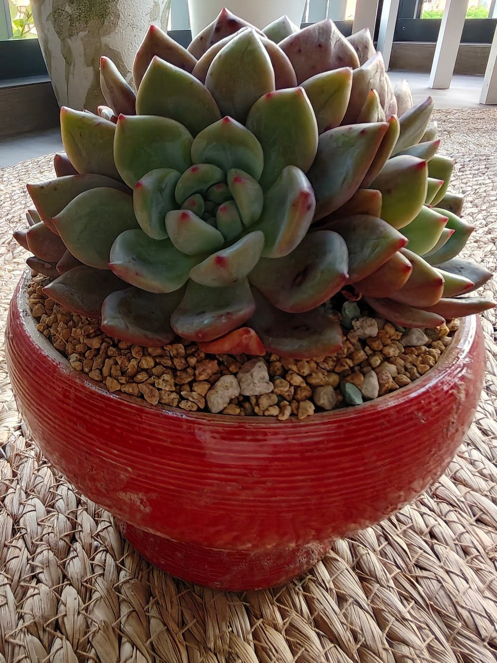 Succulent Moonlit Red Planter – Echeveria hybrid (huge) - SlowBloomGreens