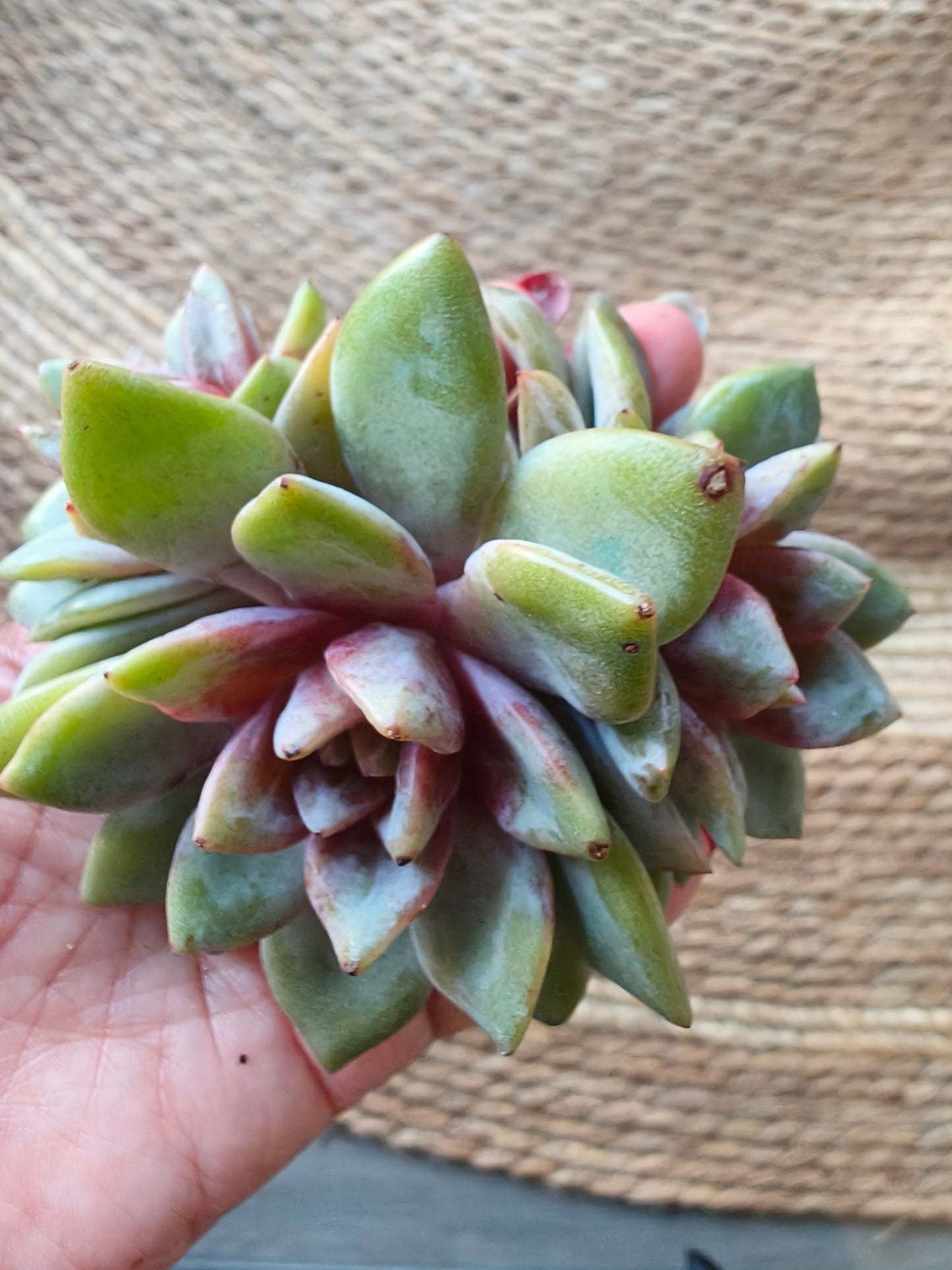 Graptopetalum 'Purple Haze' – Bare Root Succulent - SlowBloomGreens