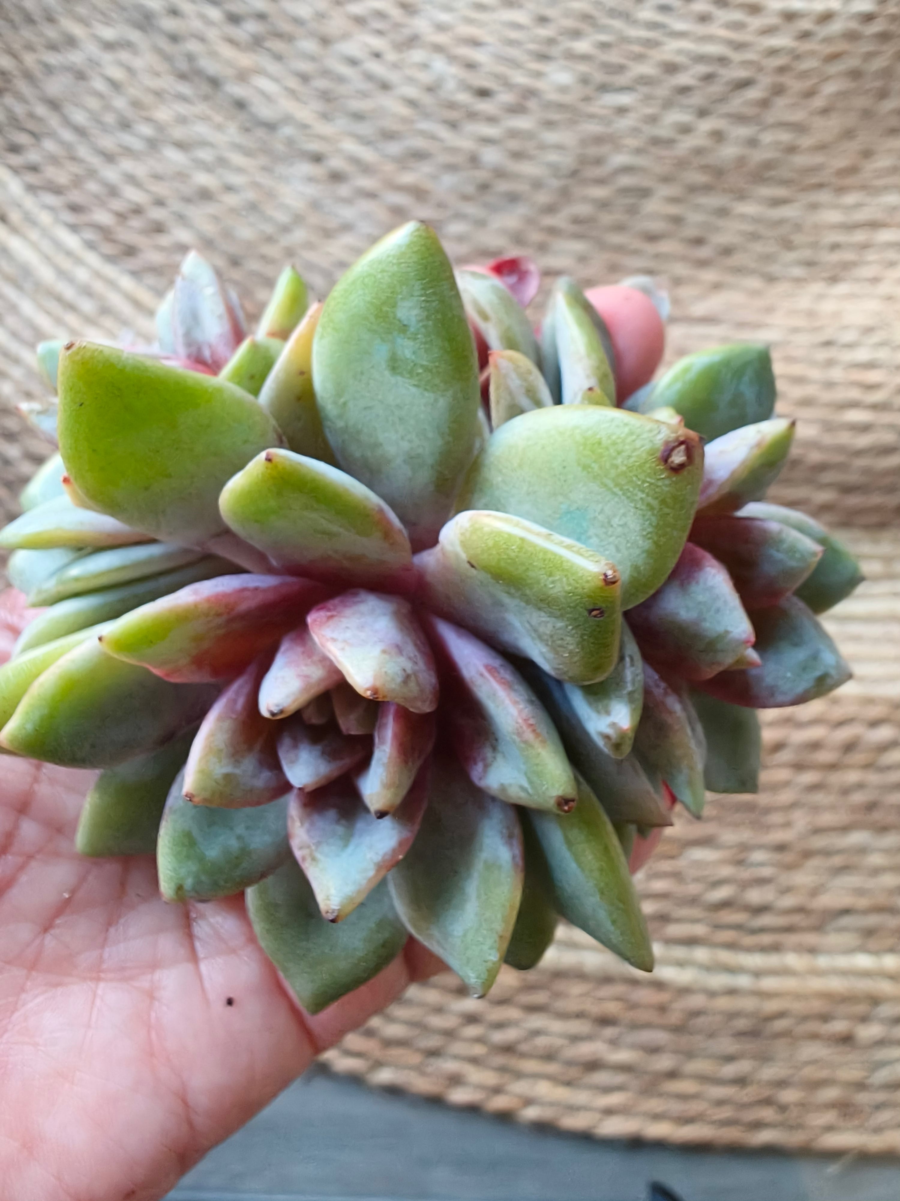 Graptopetalum 'Purple Haze' – Bare Root Succulent - SlowBloomGreens
